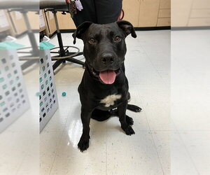 American Pit Bull Terrier-Rhodesian Ridgeback Mix Dogs for adoption in Corpus Christi, TX, USA