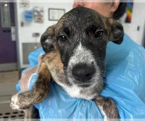 Mutt Dogs for adoption in Raleigh, NC, USA