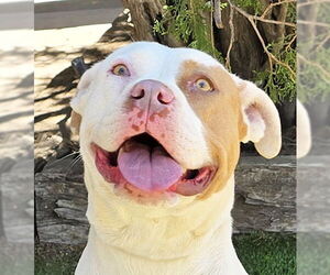 American Staffordshire Terrier Dogs for adoption in Albuquerque, NM, USA