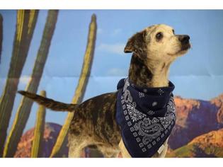 Doxle Dogs for adoption in Henderson, NV, USA