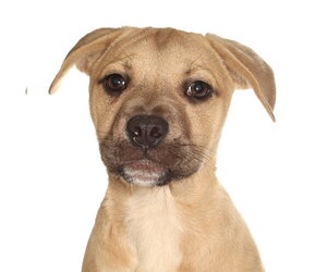 French Bulldog-Siberian Husky Mix Dogs for adoption in Oakland Park, FL, USA