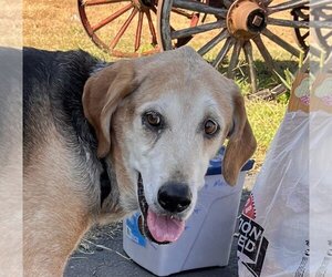 Mutt Dogs for adoption in Monterey, VA, USA