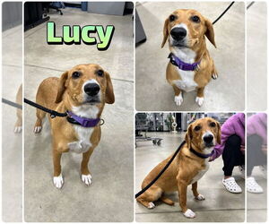 Beagle-Unknown Mix Dogs for adoption in Pierceton , IN, USA