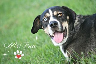 Beagi Dogs for adoption in Marion, KY, USA