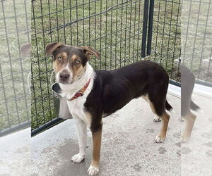 Beagle-Unknown Mix Dogs for adoption in Bolivar, MO, USA