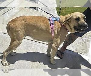 Mastiff-Unknown Mix Dogs for adoption in Houston, TX, USA