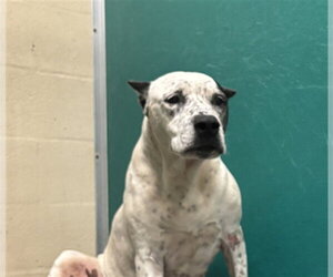 Mutt Dogs for adoption in Texas City, TX, USA