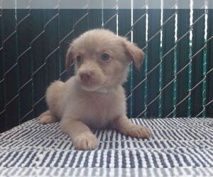 Mutt Dogs for adoption in Downey, CA, USA