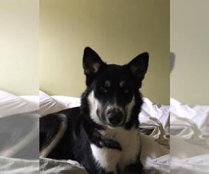 Alaskan Husky-Border Collie Mix Dogs for adoption in Seattle, WA, USA