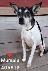 Rat Terrier Dogs for adoption in San Antonio, TX, USA