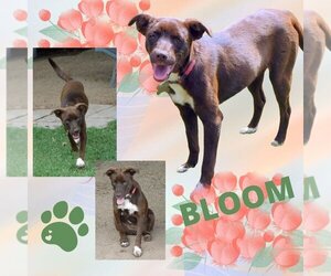 Pointer-Retriever  Mix Dogs for adoption in Lindsay, CA, USA