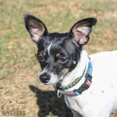 Rat Terrier Dogs for adoption in Troy, IL, USA