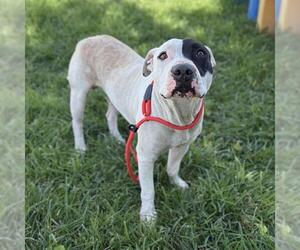 Mutt Dogs for adoption in Modesto, CA, USA
