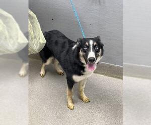 German Shepherd Dog-Unknown Mix Dogs for adoption in Las Vegas, NV, USA