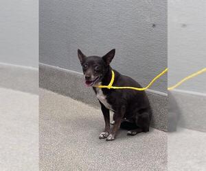 Chihuahua-Unknown Mix Dogs for adoption in Las Vegas, NV, USA