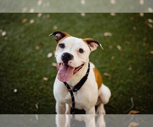 Boxer-Unknown Mix Dogs for adoption in Orlando, FL, USA