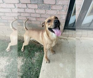 Labloodhound Dogs for adoption in Horn Lake, MS, USA
