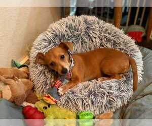 Chiweenie Dogs for adoption in Princeton, MN, USA