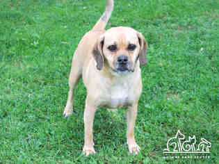 Puggle Dogs for adoption in Irvine, CA, USA