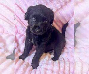 Labrador Retriever-Unknown Mix Dogs for adoption in Corona, CA, USA