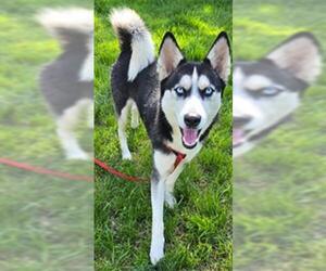 Siberian Husky Dogs for adoption in Newton, NC, USA