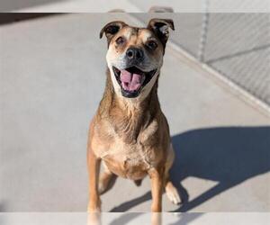 German Shepherd Dog-Unknown Mix Dogs for adoption in Denver, CO, USA