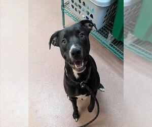 American Pit Bull Terrier Dogs for adoption in Ogden, UT, USA