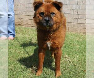 Chow Chow Dogs for adoption in Little Rock, AR, USA