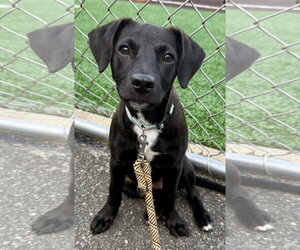 Medium Photo #6 Labrador Retriever-Unknown Mix Puppy For Sale in Jefferson, NJ, USA