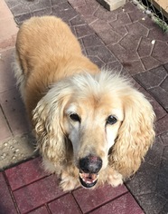 Golden Cocker Retriever Dogs for adoption in Pacolet, SC, USA