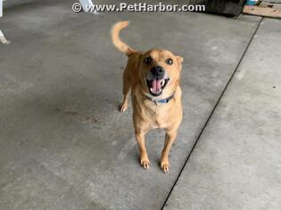 Chihuahua Dogs for adoption in Palmetto, FL, USA