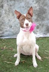 Basenji Dogs for adoption in Inverness, FL, USA