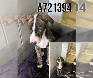 Border Collie Dogs for adoption in San Antonio, TX, USA