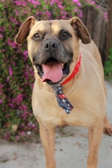 Boxer-Unknown Mix Dogs for adoption in Los Angeles, CA, USA