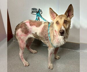 German Shepherd Dog-Unknown Mix Dogs for adoption in Rancho Cucamonga, CA, USA