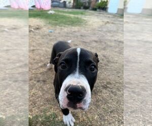 American Pit Bull Terrier Dogs for adoption in Tustin, CA, USA