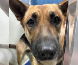 German Shepherd Dog Dogs for adoption in Bakersfield, CA, USA