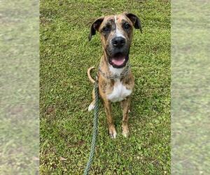 Great Dane-Unknown Mix Dogs for adoption in Woodstock , GA, USA