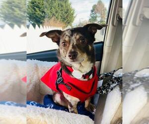 Chiweenie Dogs for adoption in Sequim, WA, USA