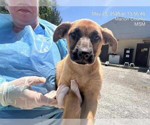German Shepherd Dog-Unknown Mix Dogs for adoption in Ocala, FL, USA