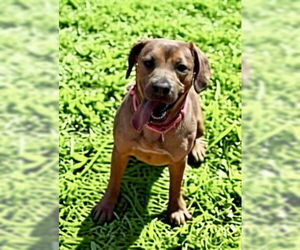 Labrador Retriever-Unknown Mix Dogs for adoption in Rustburg, VA, USA