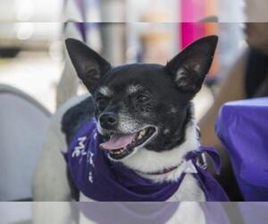 Rat Terrier Dogs for adoption in Wheaton, IL, USA
