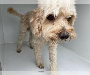 Poodle (Miniature) Dogs for adoption in Houston, TX, USA