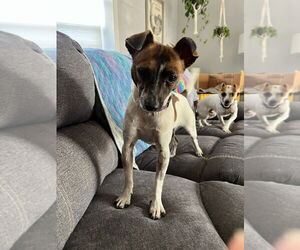 Mutt Dogs for adoption in oakland, FL, USA