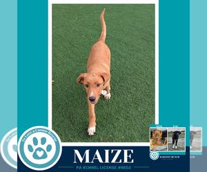 Labrador Retriever-Unknown Mix Dogs for adoption in Kimberton, PA, USA