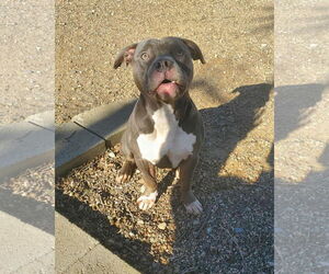 Staffordshire Bull Terrier-Unknown Mix Dogs for adoption in Princeton, MN, USA