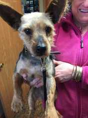 Mutt Dogs for adoption in Glen Haven, WI, USA