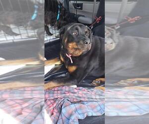 Rottweiler Dogs for adoption in Newport, KY, USA