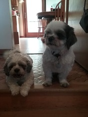 Shih Tzu Dogs for adoption in Council Bluffs, IA, USA