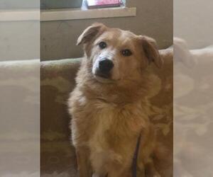 Australian Retriever Dogs for adoption in Agoura Hills, CA, USA